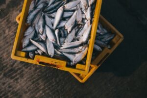 Aquarium Wonders Fish in Captivity