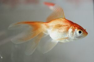 Colorful Fins Tropical Fish and Their Habitats