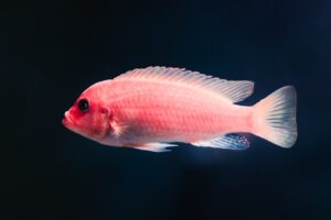 Endangered Fish of the World