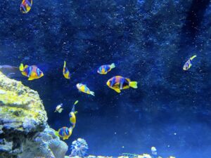 Fish Anatomy Designed for the Deep