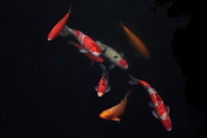 Fish Behavior Explained