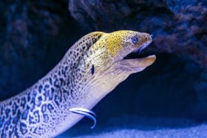 Fish Behavior and Communication