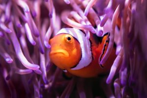 Fish and Us The Human-Aquatic Connection