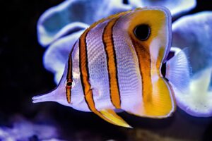 Fish for Thought Intelligence and Behavior in Aquatic Life