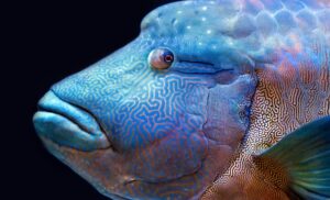 Fishy Business The Economics of Global Fishing