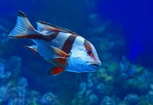 Fishy Facts You Never Knew