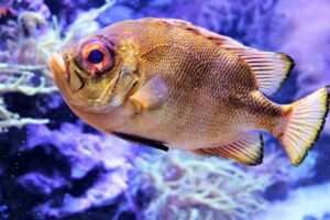 Freshwater Fish of North America