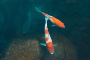 Freshwater Friends Exploring River Fish