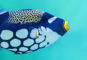 From Gill to Fin Anatomy of a Fish