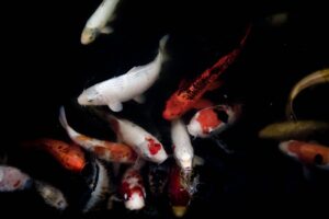 Mysteries of the Abyss Deep-Sea Fish