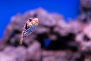 Predators of the Sea Fierce Fish of the Deep