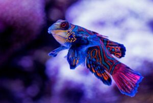 The Coral Reef Chronicles Fish in Colorful Habitats