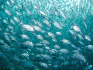 The Great Migration of Salmon