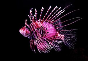 The Predator Fish Chronicles