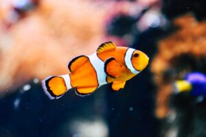 Tropical Fish Colors of the Ocean