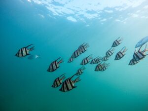 Underwater Hunters Predatory Fish of the Oceans